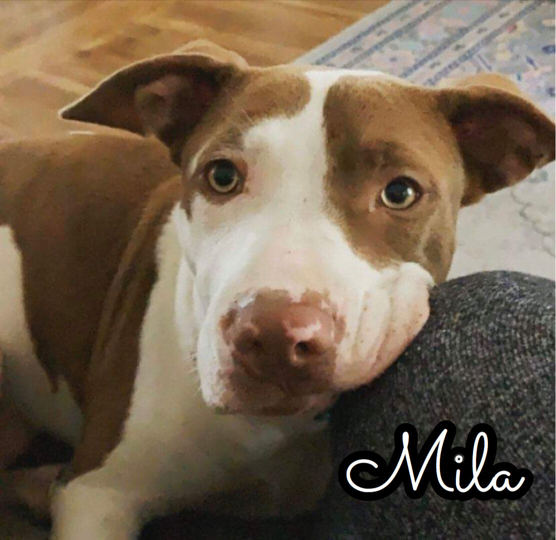 Mila
